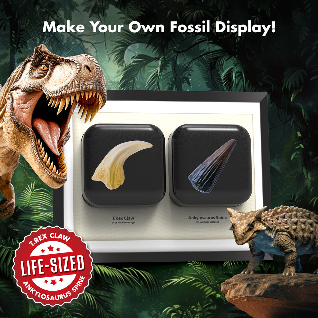 Piano Potato Life-Size T. Rex Dinosaur Dig Kit – Prehistoric Claw & Spine Excavation Set