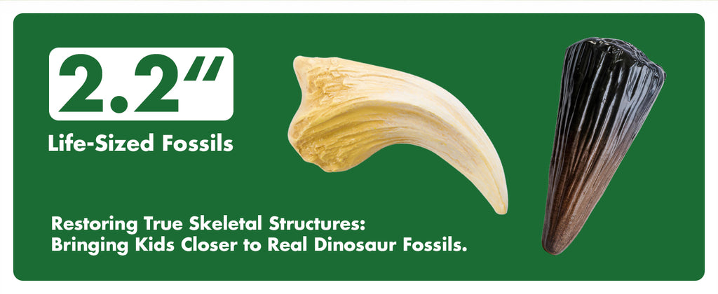 Piano Potato Life-Size T. Rex Dinosaur Dig Kit – Prehistoric Claw & Spine Excavation Set