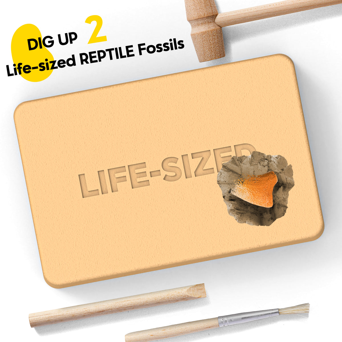 Reptile Dig Kit for Kids – Excavate Life-Sized American Alligator Tooth & Snapping Turtle Claw – STEM Science Educational Toy, Paleontology Activity Set with Display Frame, Ages 6+