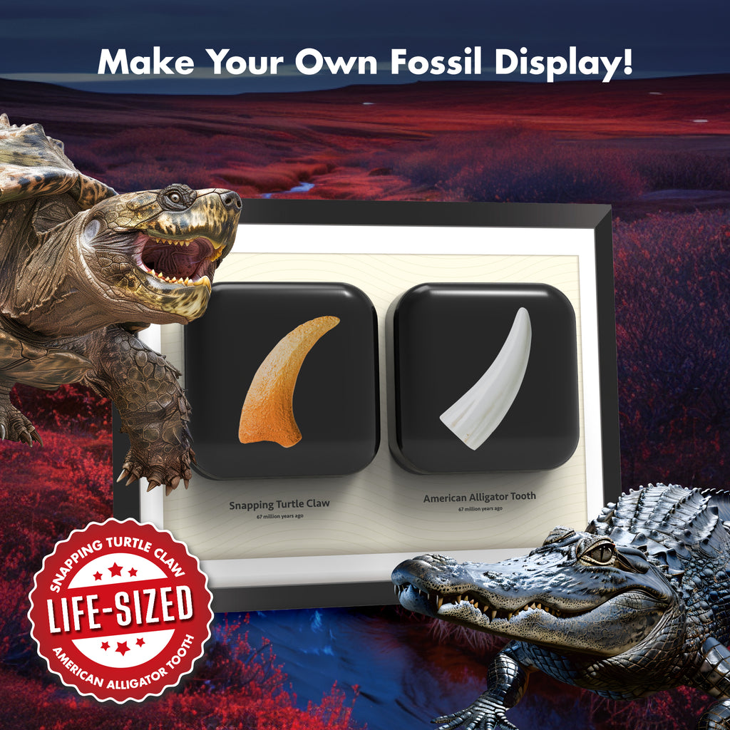 Reptile Dig Kit for Kids – Excavate Life-Sized American Alligator Tooth & Snapping Turtle Claw – STEM Science Educational Toy, Paleontology Activity Set with Display Frame, Ages 6+