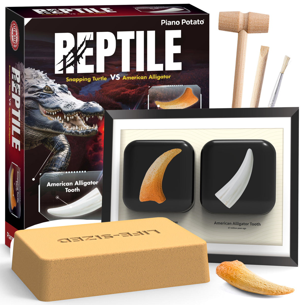 Reptile Dig Kit for Kids – Excavate Life-Sized American Alligator Tooth & Snapping Turtle Claw – STEM Science Educational Toy, Paleontology Activity Set with Display Frame, Ages 6+