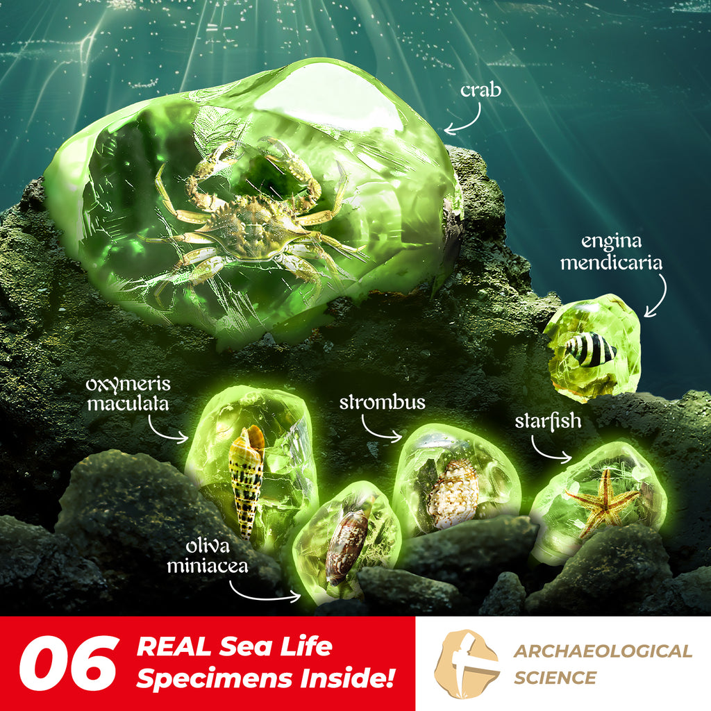 EDUMAN Amber Dig Kit-6 Artificial Sea Life Resin Specimens, Glow in The Dark Oceanlife Fossil Excavation Set, STEM Inspired Educational Toy for Kids Ages 6-12, for Boys & Girls