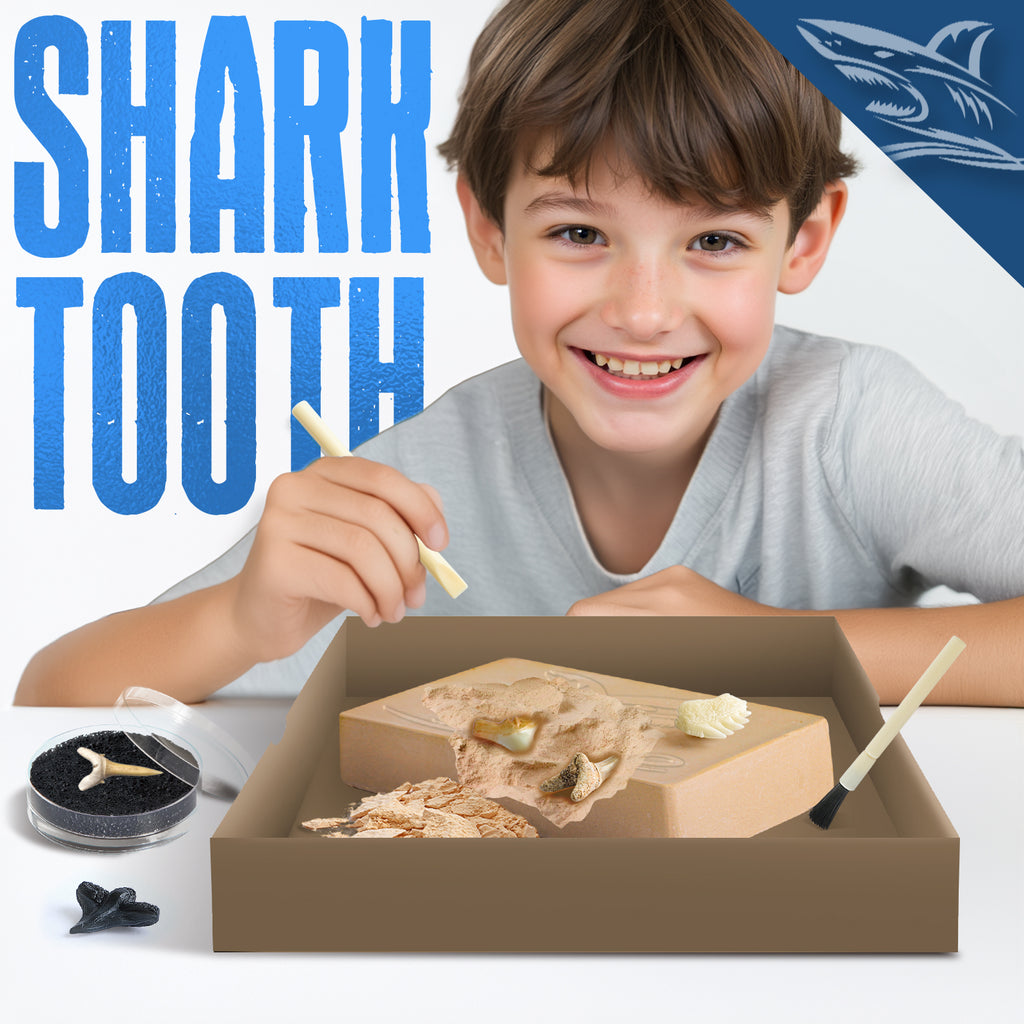 EGGBOX Shark Tooth Dig Kit Excavate 8 Shark Fossils Including Great White, Angel, Bullhead, Longnose, Sand Tiger Shark and so on. Great Science Gift for Marine Biology Enthusiasts of Any Age