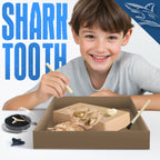 EGGBOX Shark Tooth Dig Kit Excavate 8 Shark Fossils Including Great White, Angel, Bullhead, Longnose, Sand Tiger Shark and so on. Great Science Gift for Marine Biology Enthusiasts of Any Age