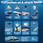 EGGBOX Shark Tooth Dig Kit Excavate 8 Shark Fossils Including Great White, Angel, Bullhead, Longnose, Sand Tiger Shark and so on. Great Science Gift for Marine Biology Enthusiasts of Any Age