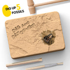 Authentic Fossils Dig Kit