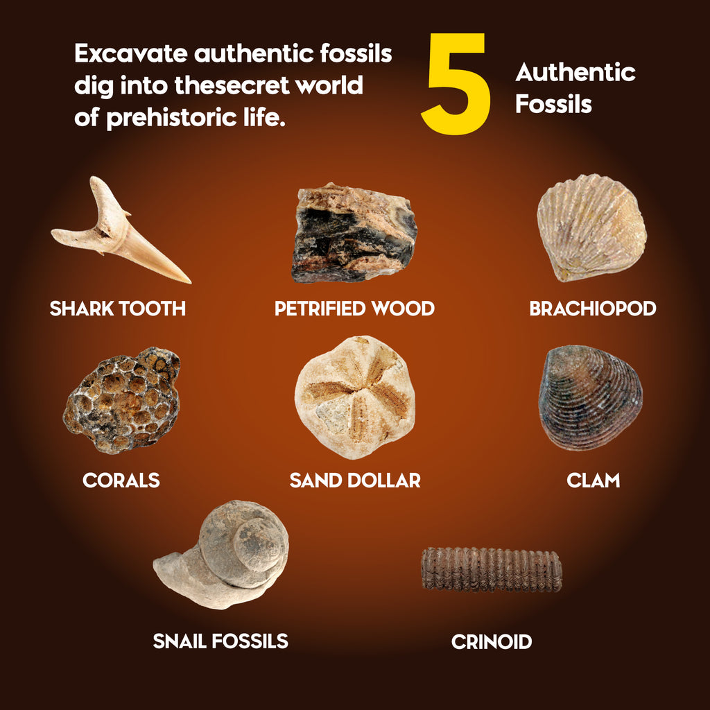 Authentic Fossils Dig Kit
