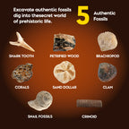 Authentic Fossils Dig Kit