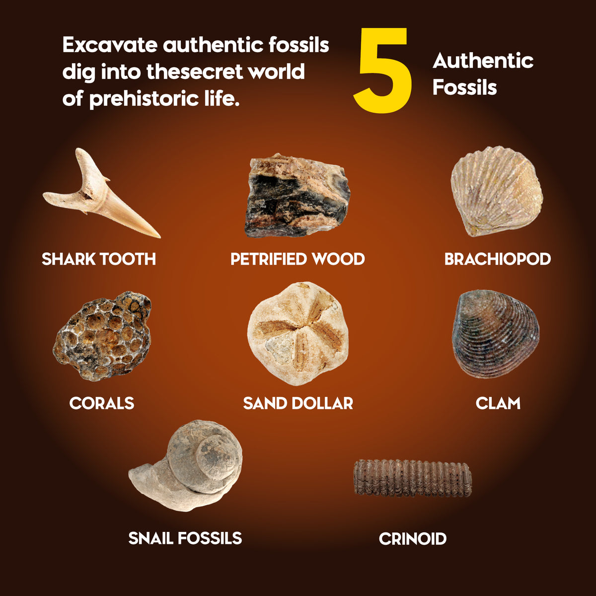 Authentic Fossils Dig Kit