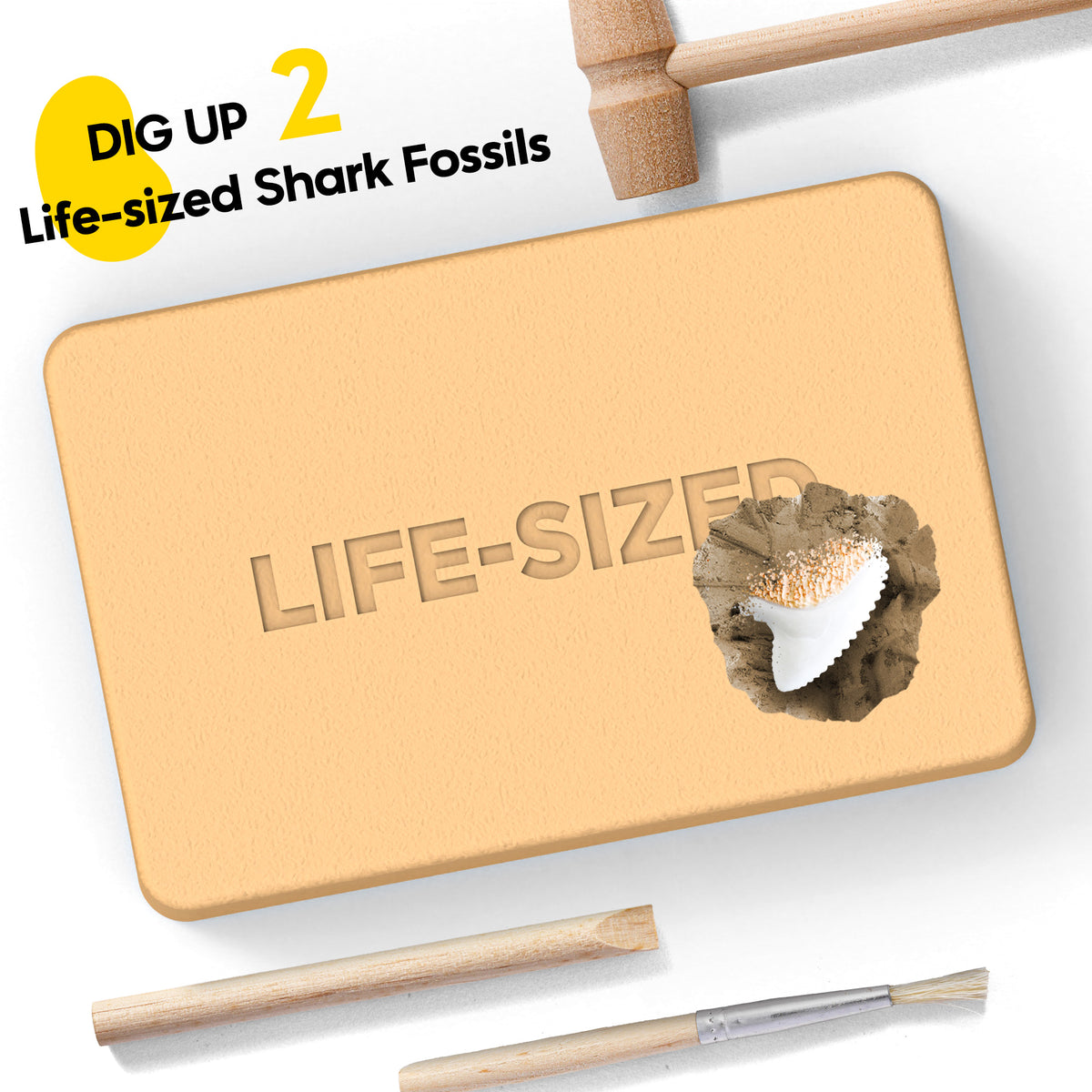 Piano Potato Shark Tooth Dig Kit – Great White & Tiger Shark STEM Set
