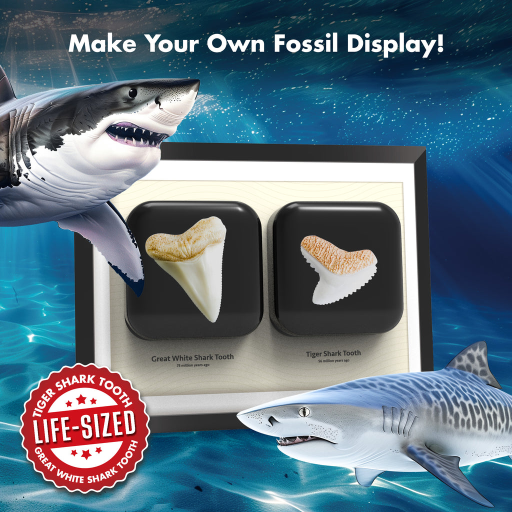 Piano Potato Shark Tooth Dig Kit – Great White & Tiger Shark STEM Set