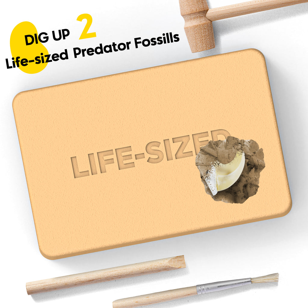 Piano Potato Predator Tiger vs Crocodile – Life-Size Claw & Tooth STEM Kit