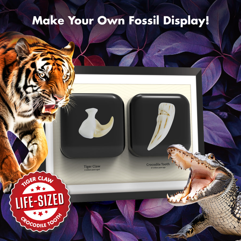 Piano Potato Predator Tiger vs Crocodile – Life-Size Claw & Tooth STEM Kit