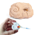 Fossils Hands-On Activity Kit – Dig, Collect, Mold & Paint