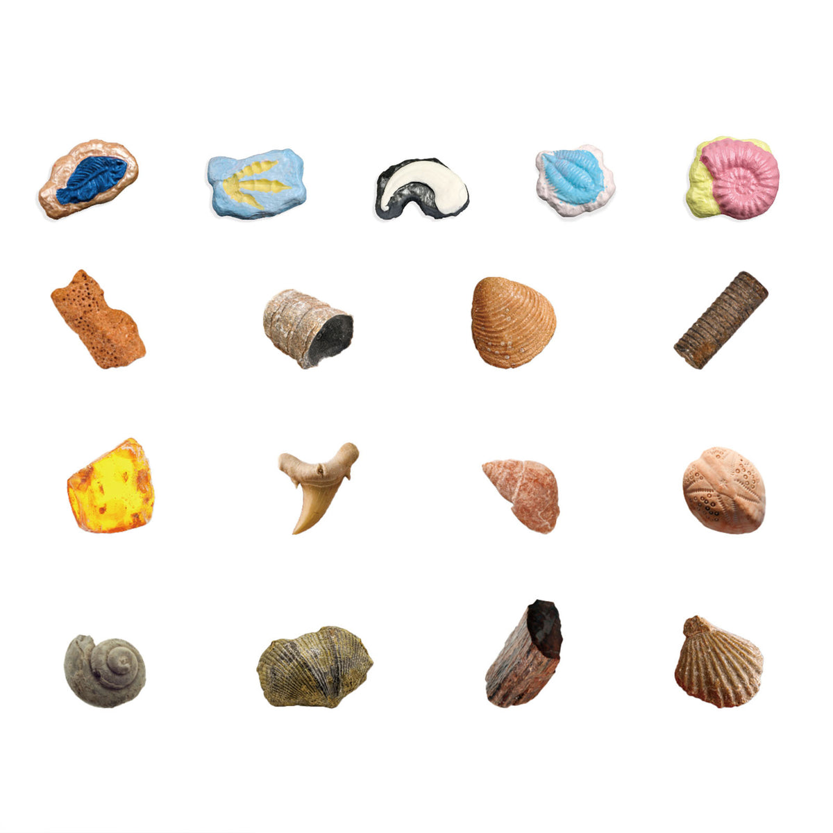 Fossils Hands-On Activity Kit – Dig, Collect, Mold & Paint