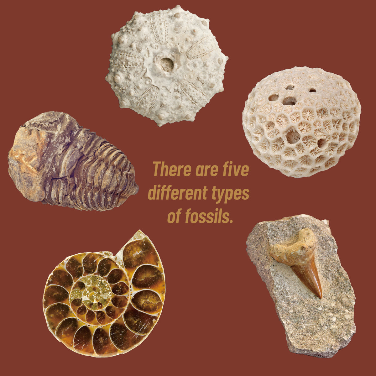 Piano Potato I Can Be a Paleontologist – Authentic Fossils Excavation Kit