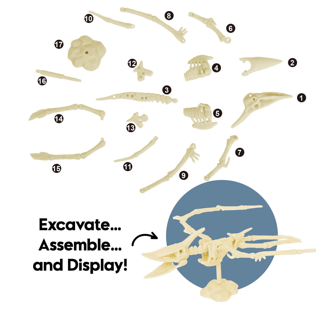 Piano Potato Pterosaur Skeleton Dig Kit – Excavate, Assemble & Display