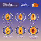 Bug Amber Dig Kit