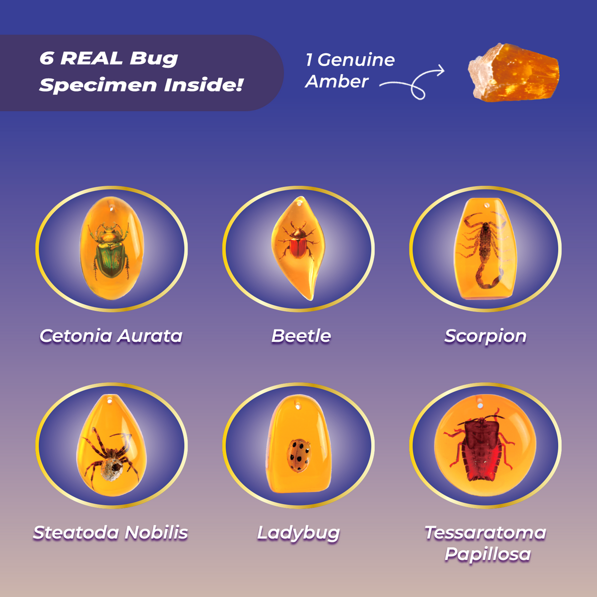 Bug Amber Dig Kit