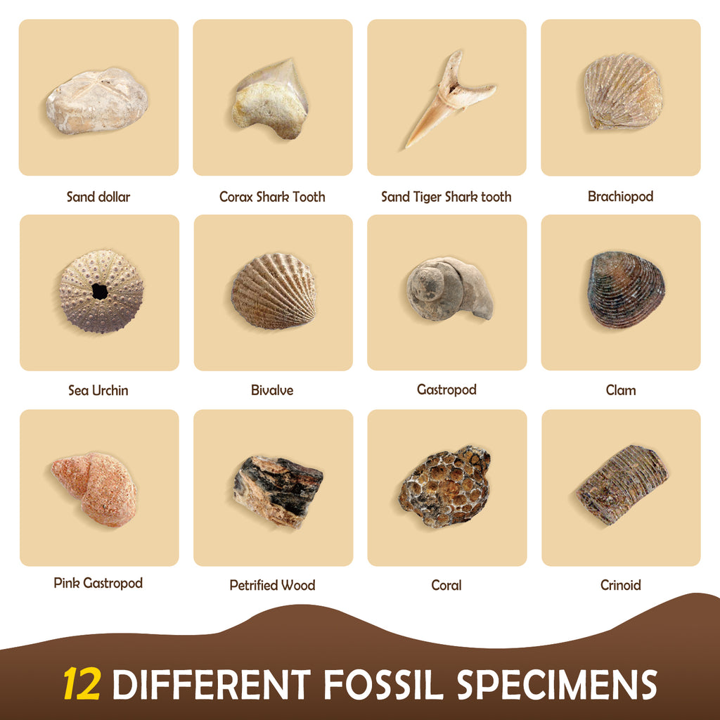 Gamerside Fossil Digging Kit, 12 Real Fossils & Dino Bones & Mess-Free Mat
