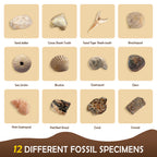 Gamerside Fossil Digging Kit, 12 Real Fossils & Dino Bones & Mess-Free Mat
