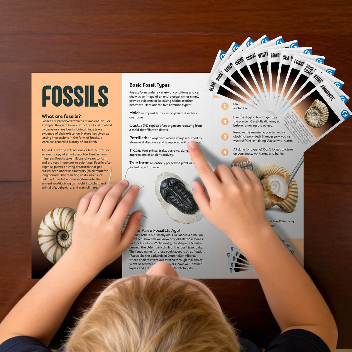 Fossil Dig Kit, 12 Fossils with Zero-Mess Mat, STEM Toy 6-12